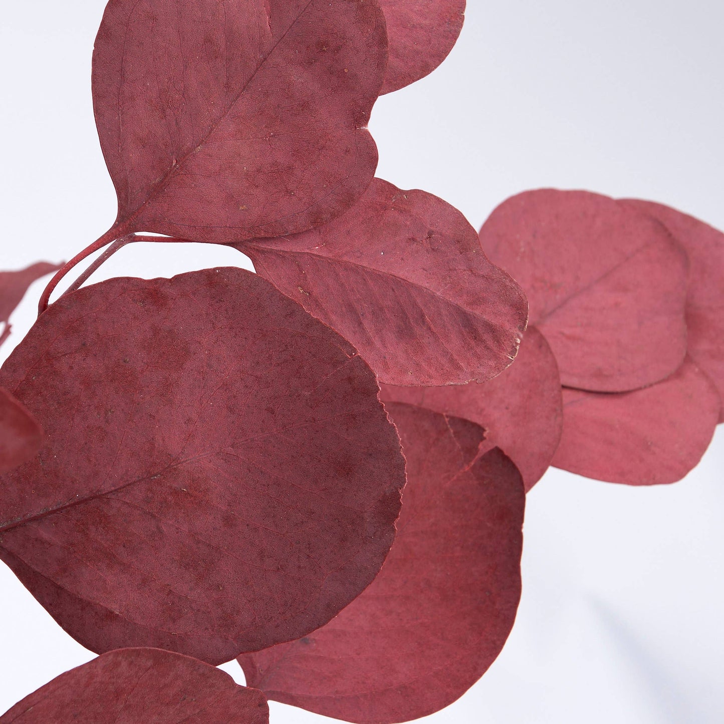 Red Silver Dollar Bouquet