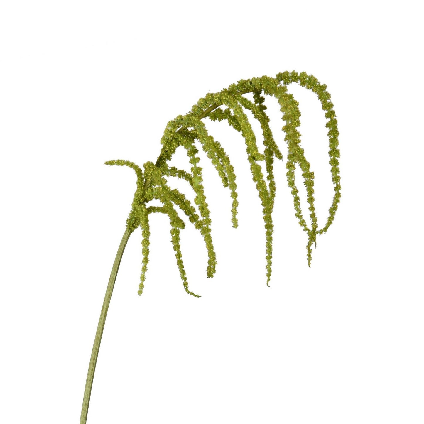 Amaranthus Hanging Spray - 39in