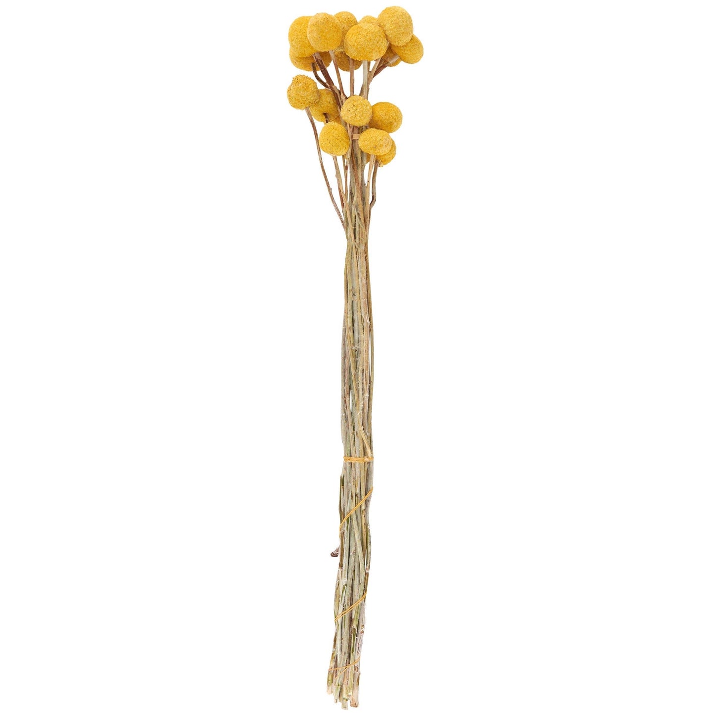Yellow Billy Button Bouquet