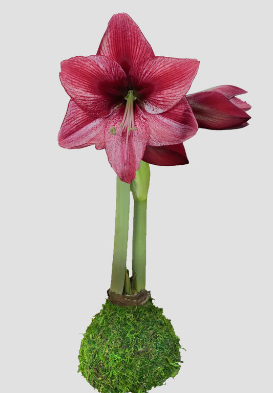 Revelation Moss Base