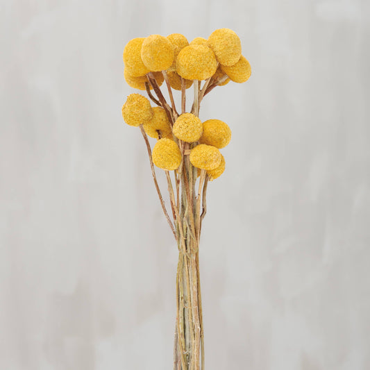 Yellow Billy Button Bouquet