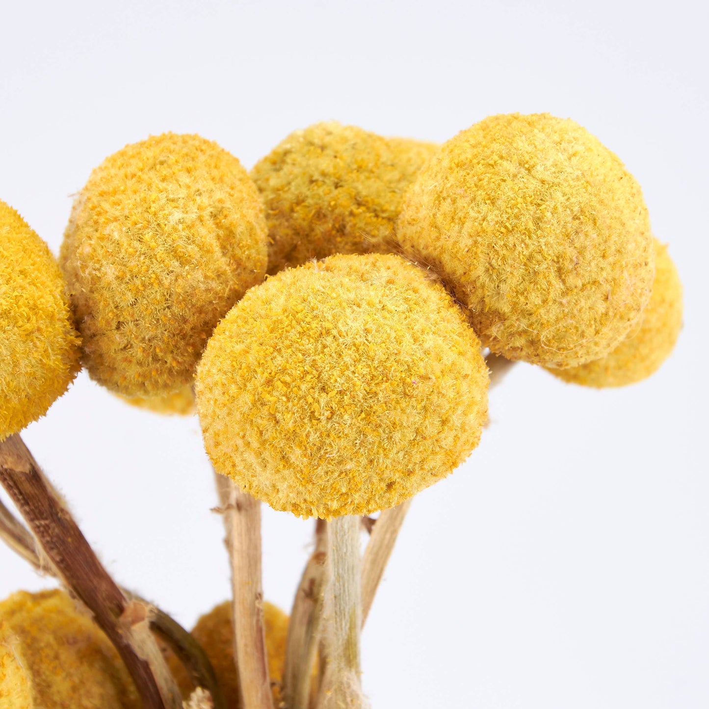 Yellow Billy Button Bouquet