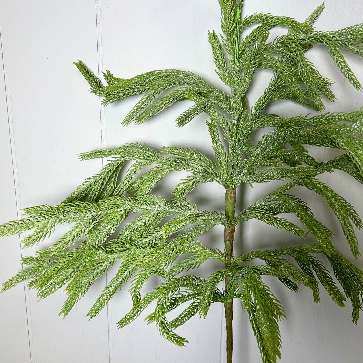 Eastern Norfolk Pine Christmas Spray 36”